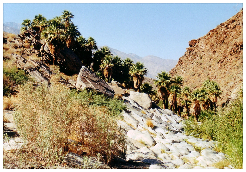 12 - Palm Spring (0).jpg